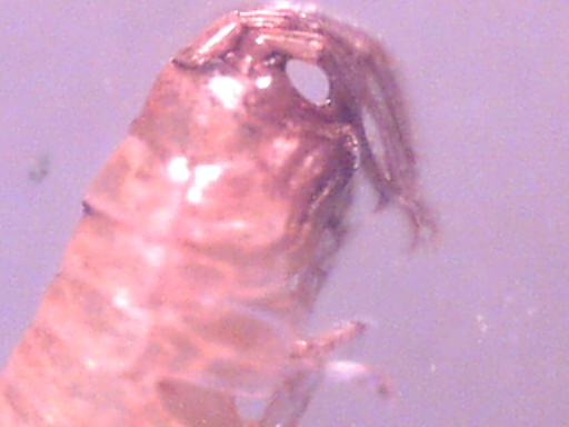 Piccoli crostacei raccolti dal Po vicino a Settimo Torinese